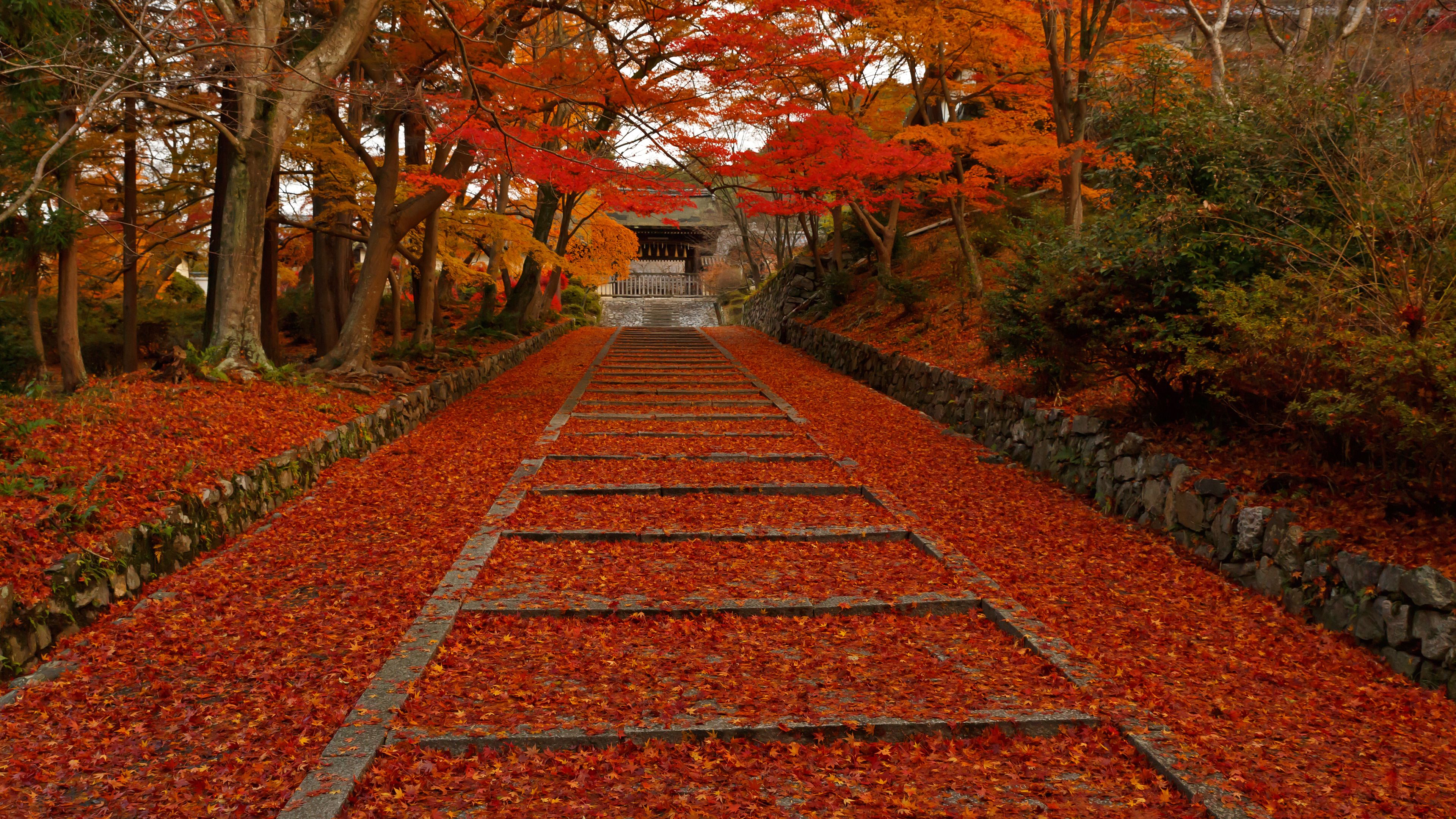 有彩色の 花火 失効 紅葉 壁紙 Kundou Jp