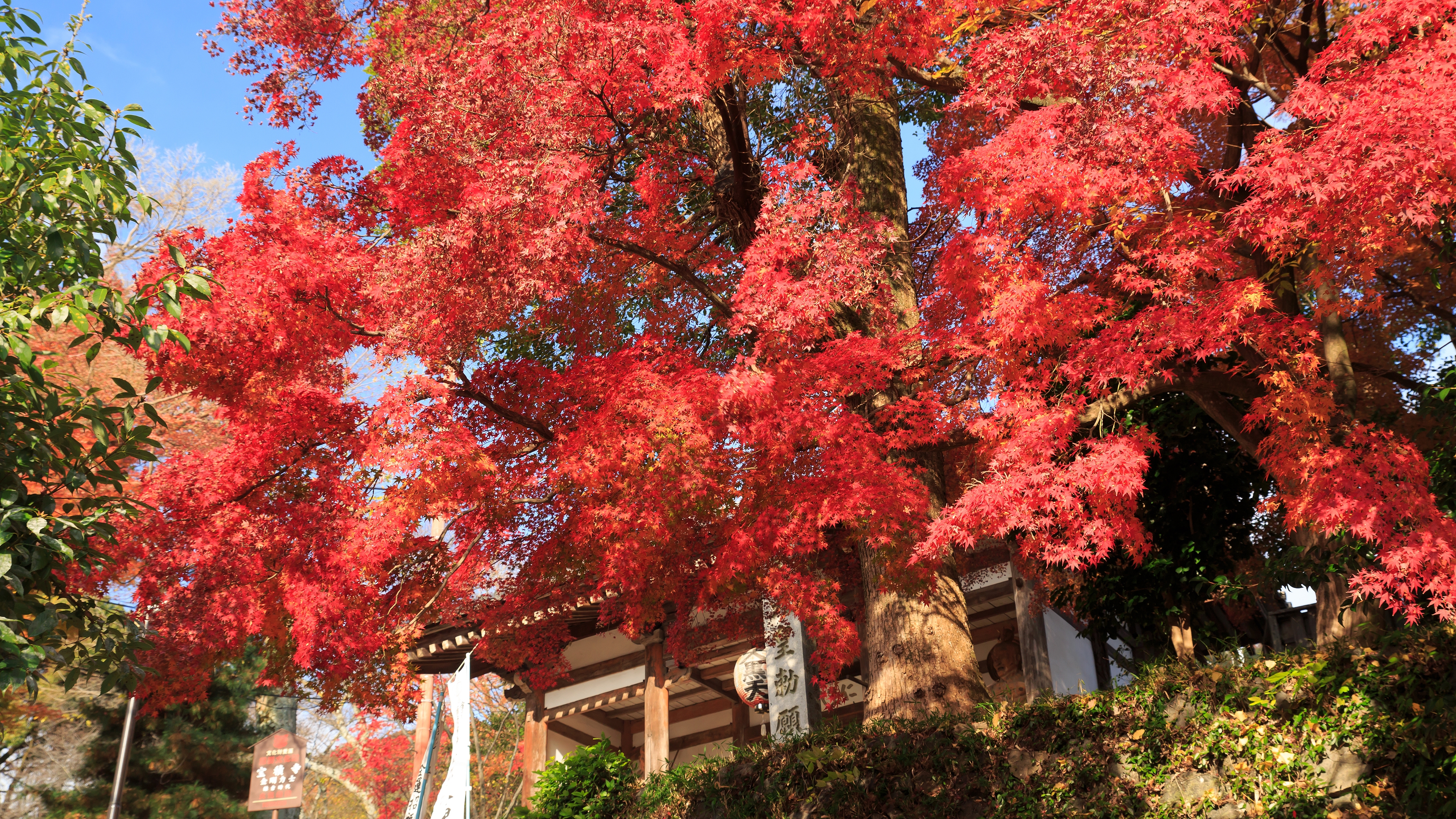 4k 2016年 紅葉の京都壁紙その15 計11枚 壁紙 日々駄文