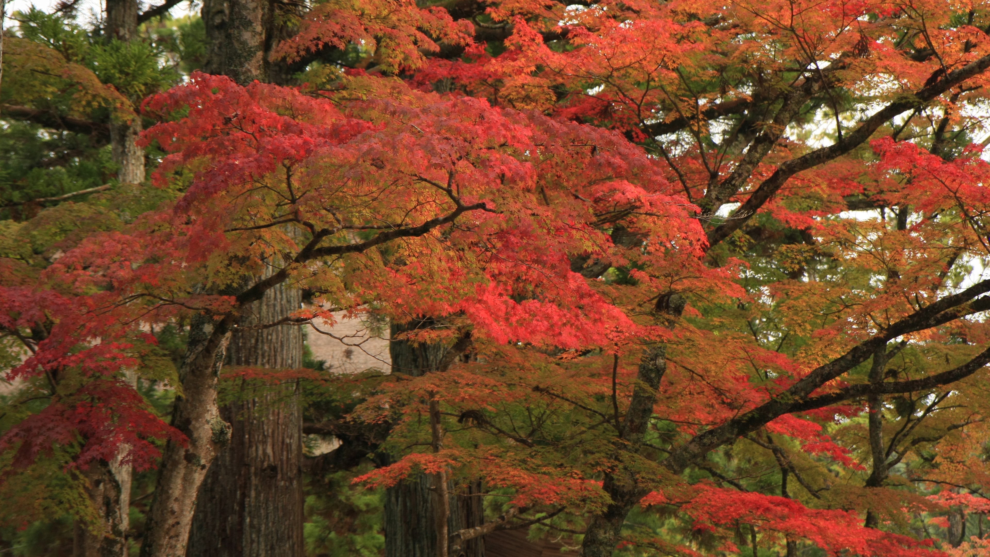 4k 08年 高野山の紅葉壁紙 計11枚 壁紙 日々駄文